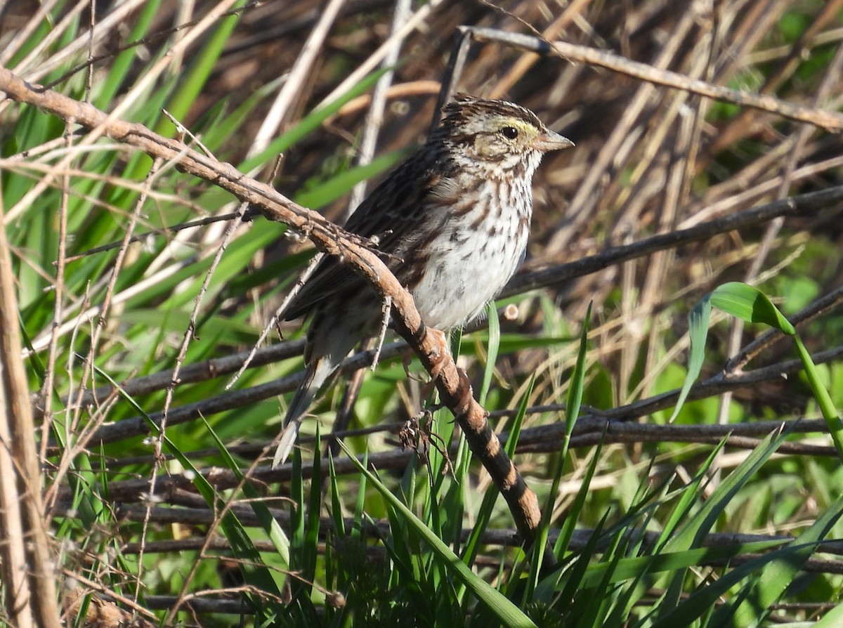 Savannah Sparrow - ML617535652