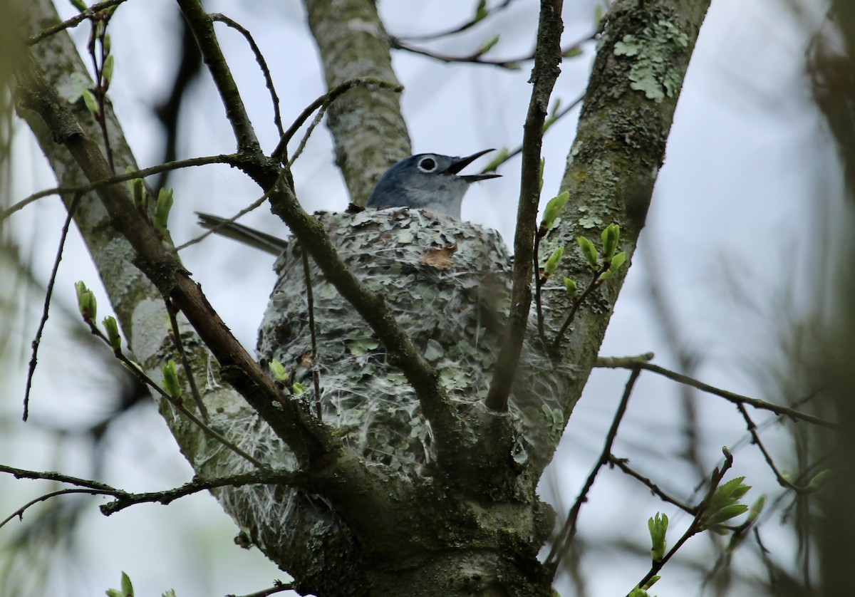 Blue-gray Gnatcatcher - ML617535676