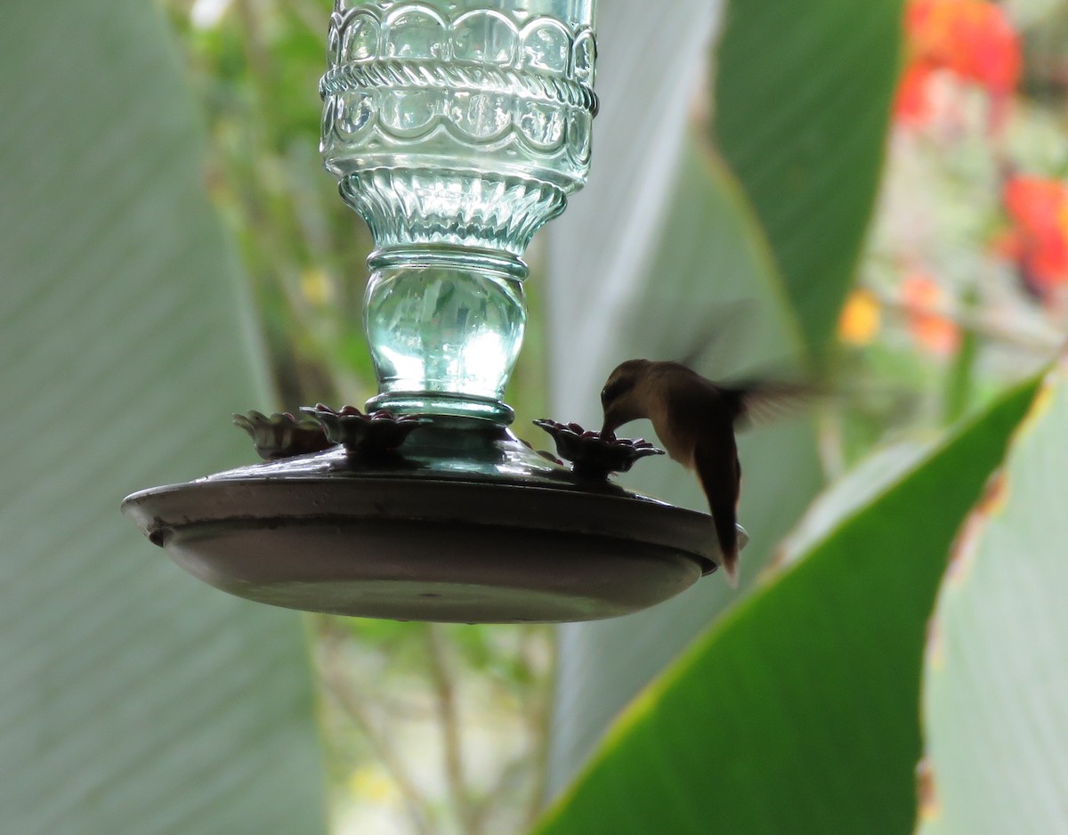 Пестрогорлый колибри-отшельник - ML617535696