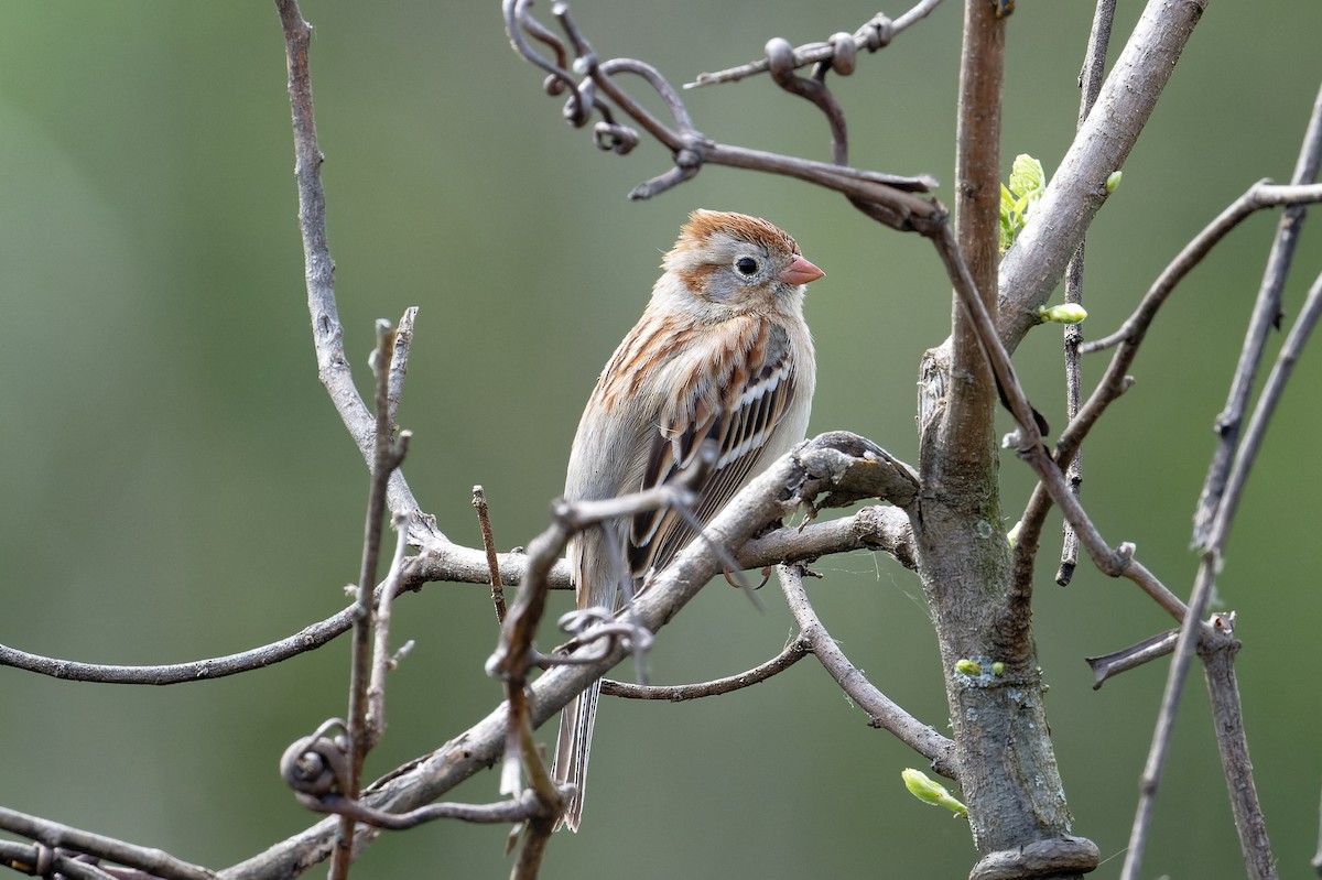 Field Sparrow - ML617535698