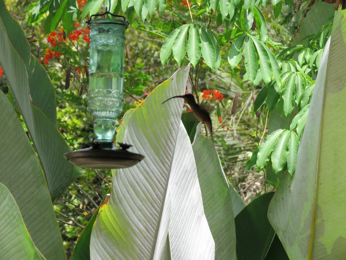 kolibřík tmavolící - ML617535734