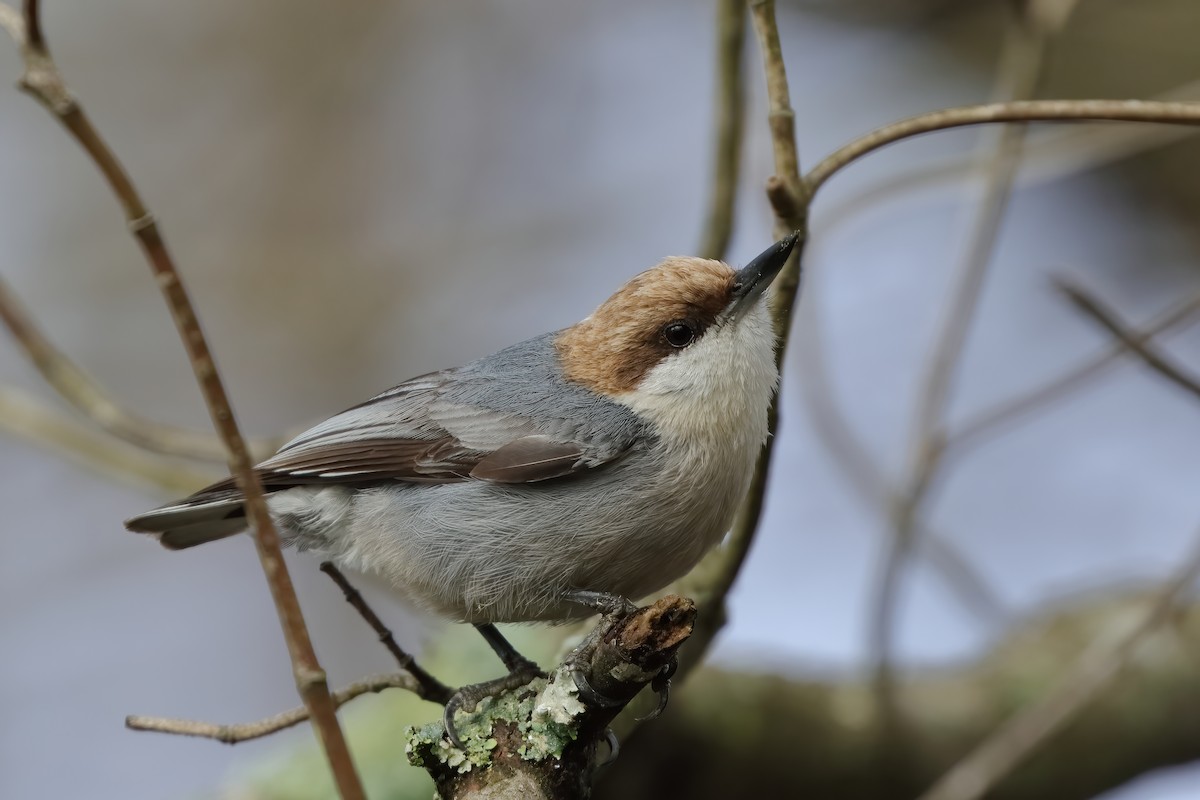 Brown-headed Nuthatch - ML617535742