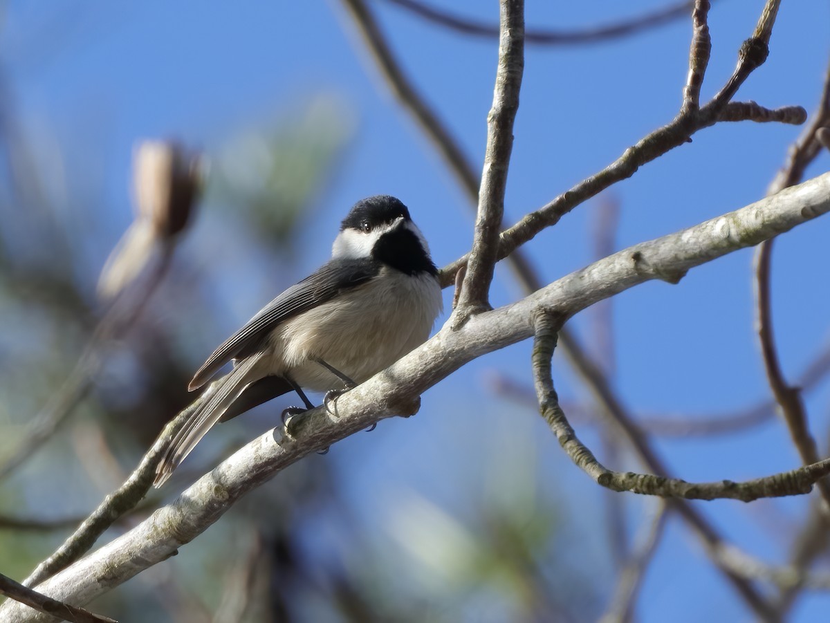 Carolina Chickadee - ML617535745