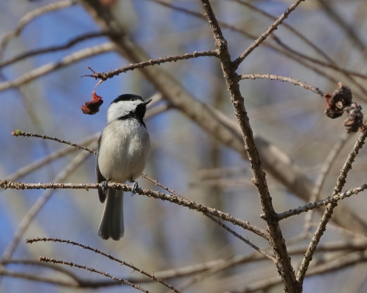 Carolina Chickadee - ML617535753