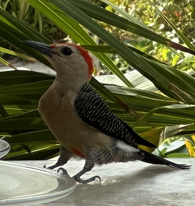 Golden-fronted Woodpecker - Susan Lala