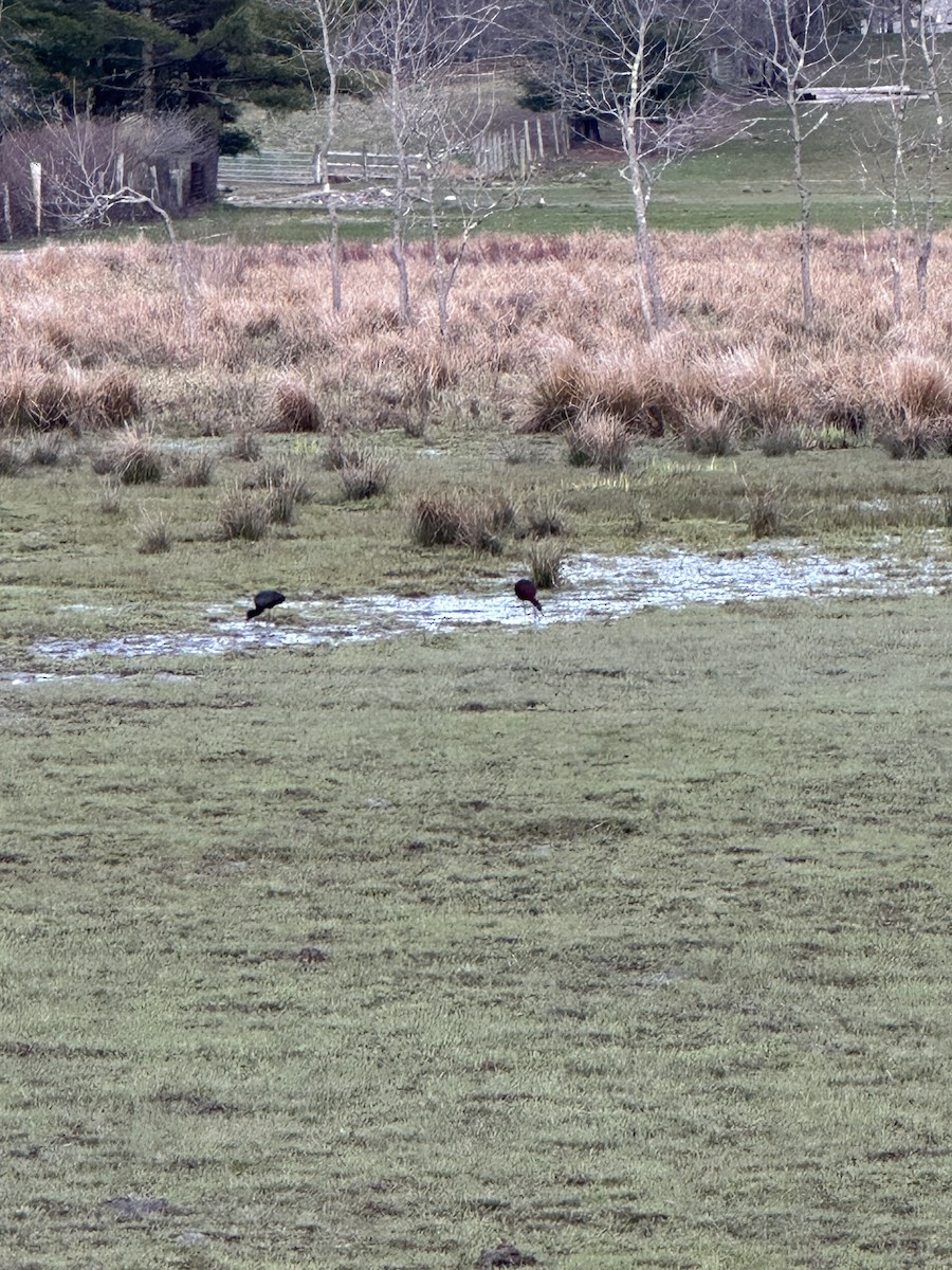 Glossy Ibis - ML617535878