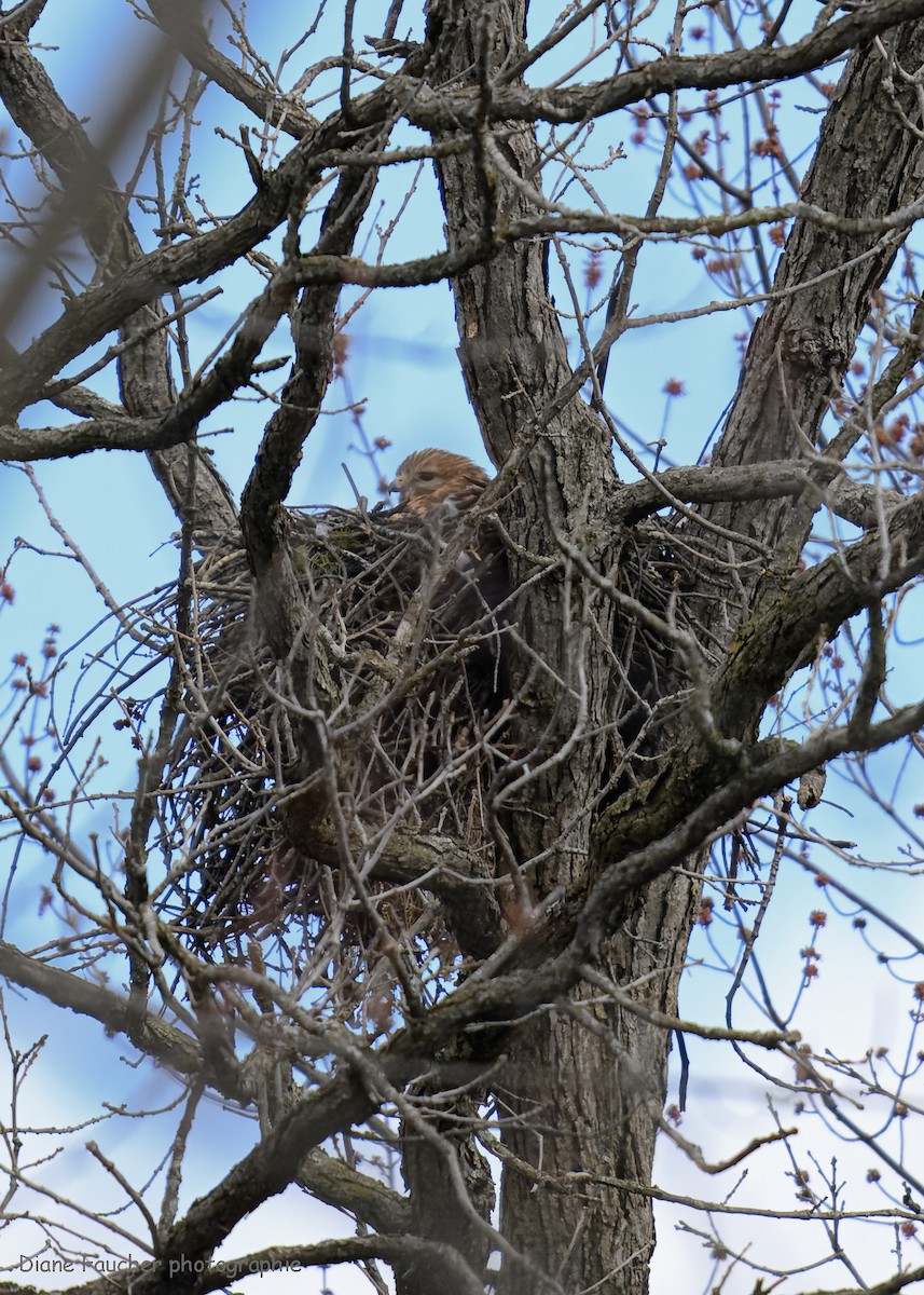 Red-shouldered Hawk - ML617535924