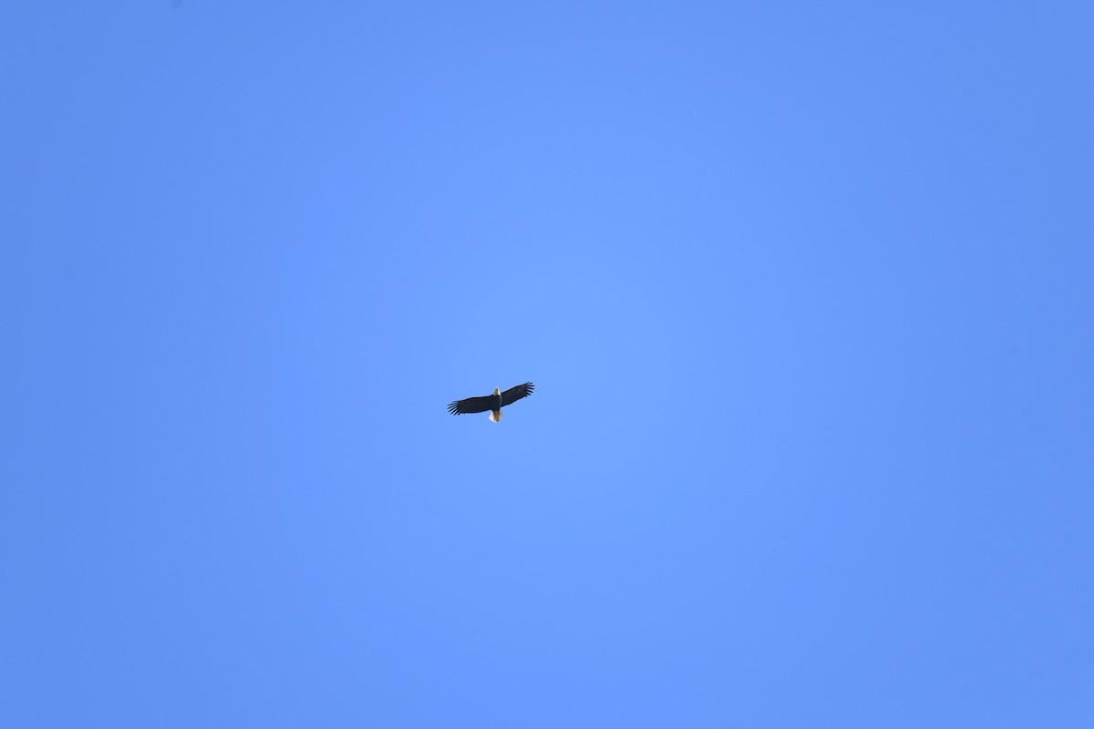 Bald Eagle - ML617535928