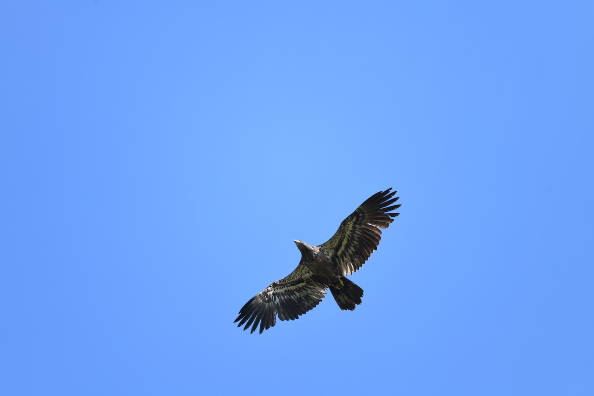 Bald Eagle - joe demko