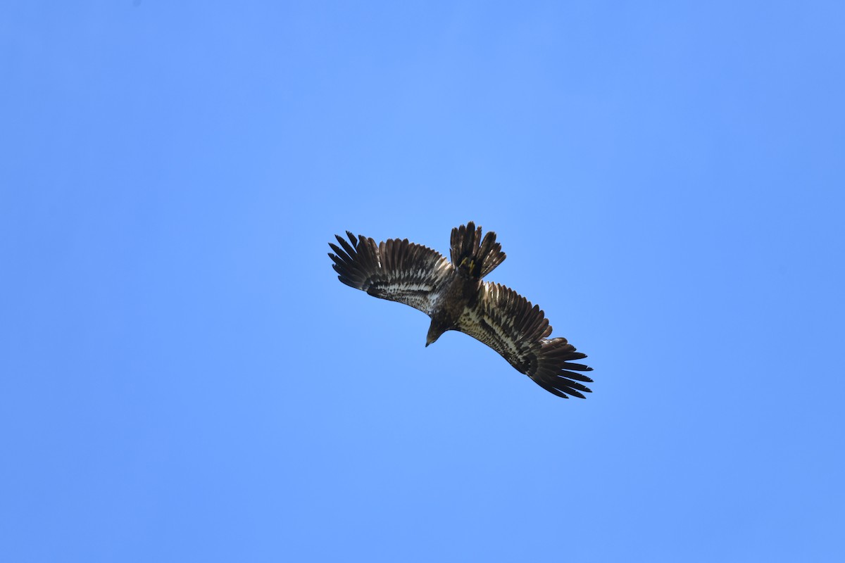 Bald Eagle - joe demko