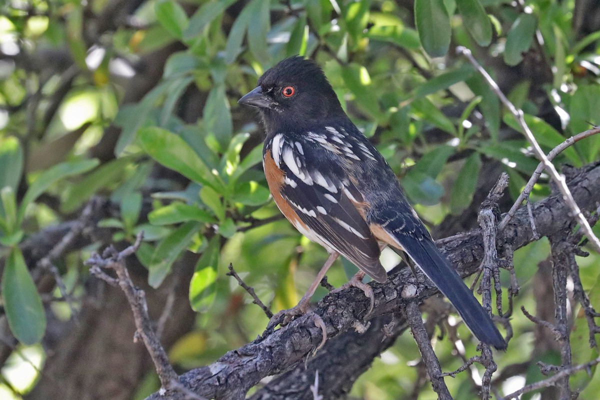 Spotted Towhee (maculatus Group) - ML617535955