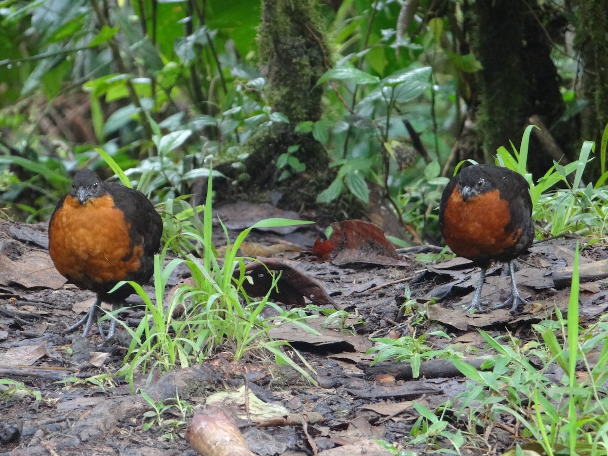 Dark-backed Wood-Quail - Francisco Sornoza