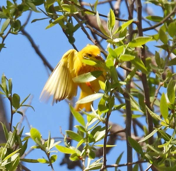 Yellow Warbler - Cory Shaw