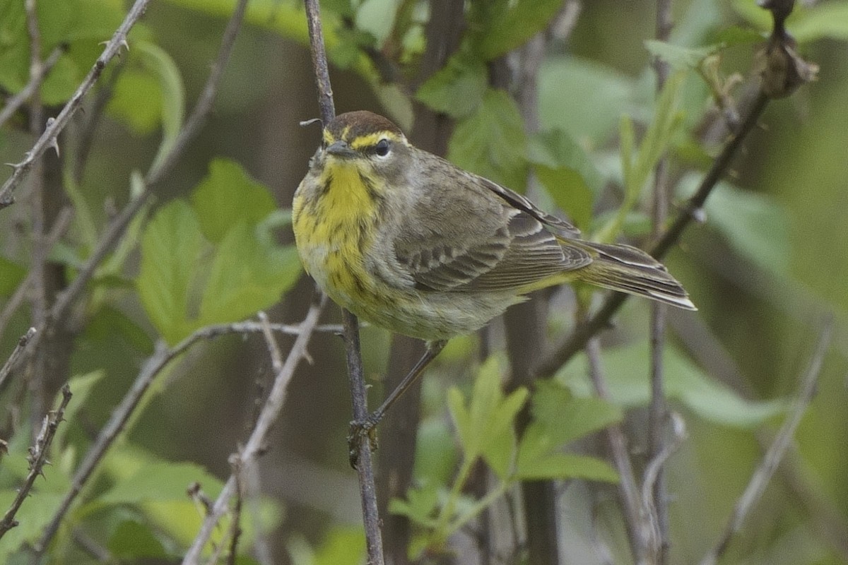 Palm Warbler - ML617536066