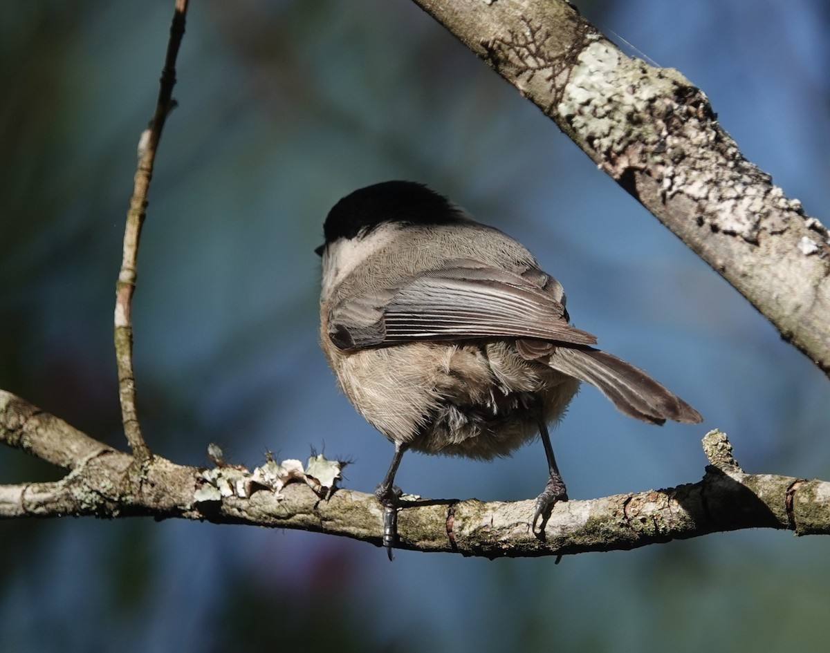 Carolina Chickadee - ML617536129