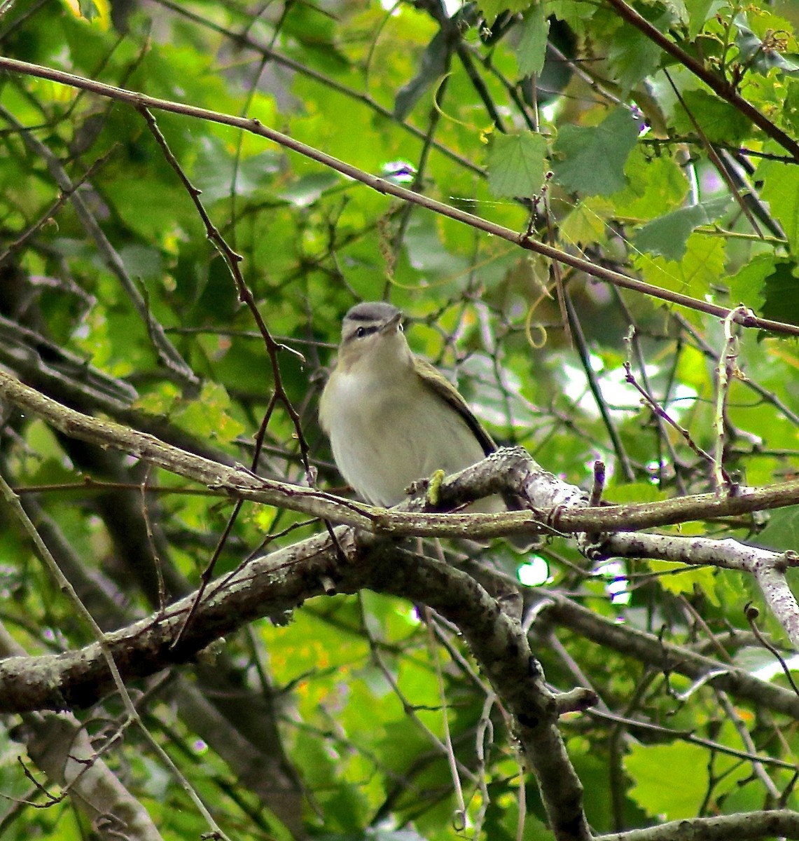 Red-eyed Vireo - ML617536148