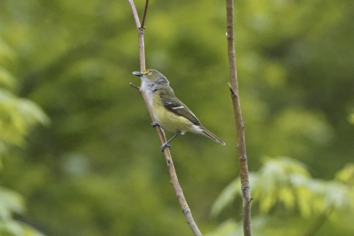 White-eyed Vireo - ML617536154