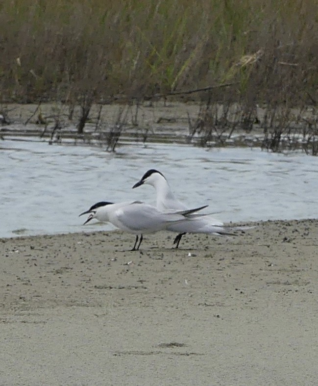 Gull-billed Tern - Harriet Bell