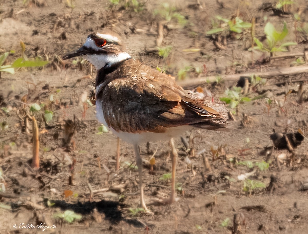 Killdeer - ML617536242