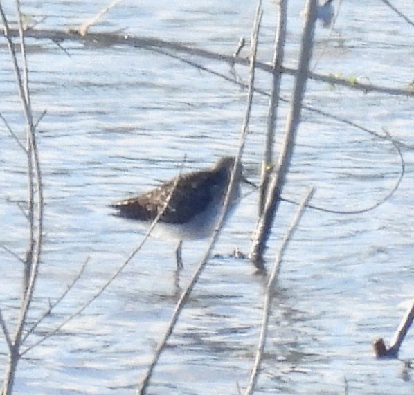 Wood Sandpiper - ML617536248