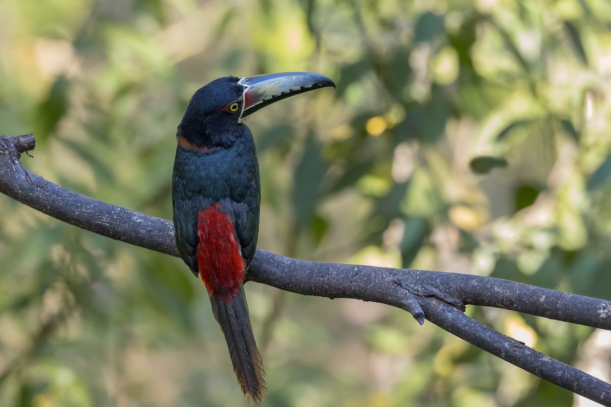 Collared Aracari - Hernan Riverol