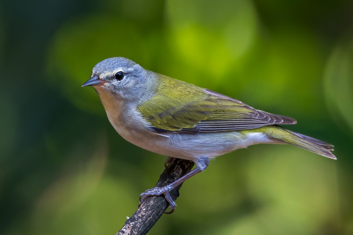 Tennessee Warbler - Hernan Riverol