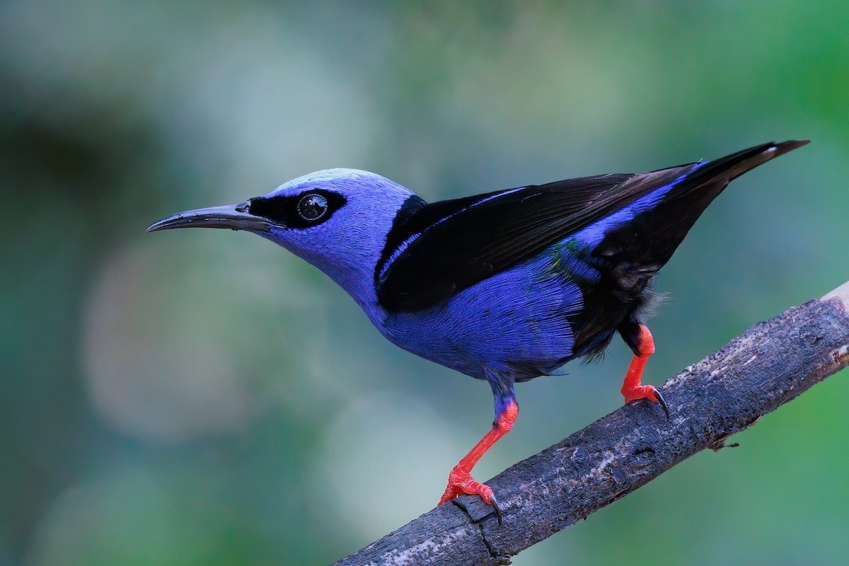 Red-legged Honeycreeper - Hernan Riverol