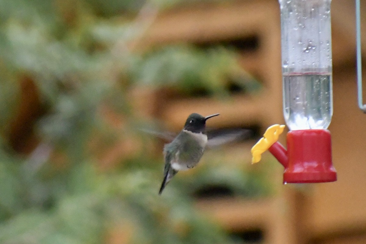 Ruby-throated Hummingbird - ML617536376