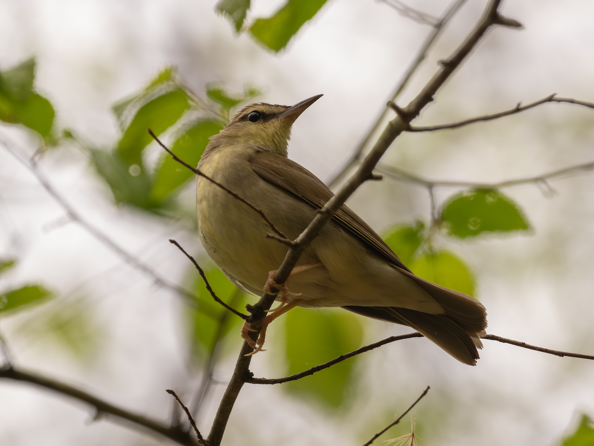 Swainson's Warbler - ML617536390