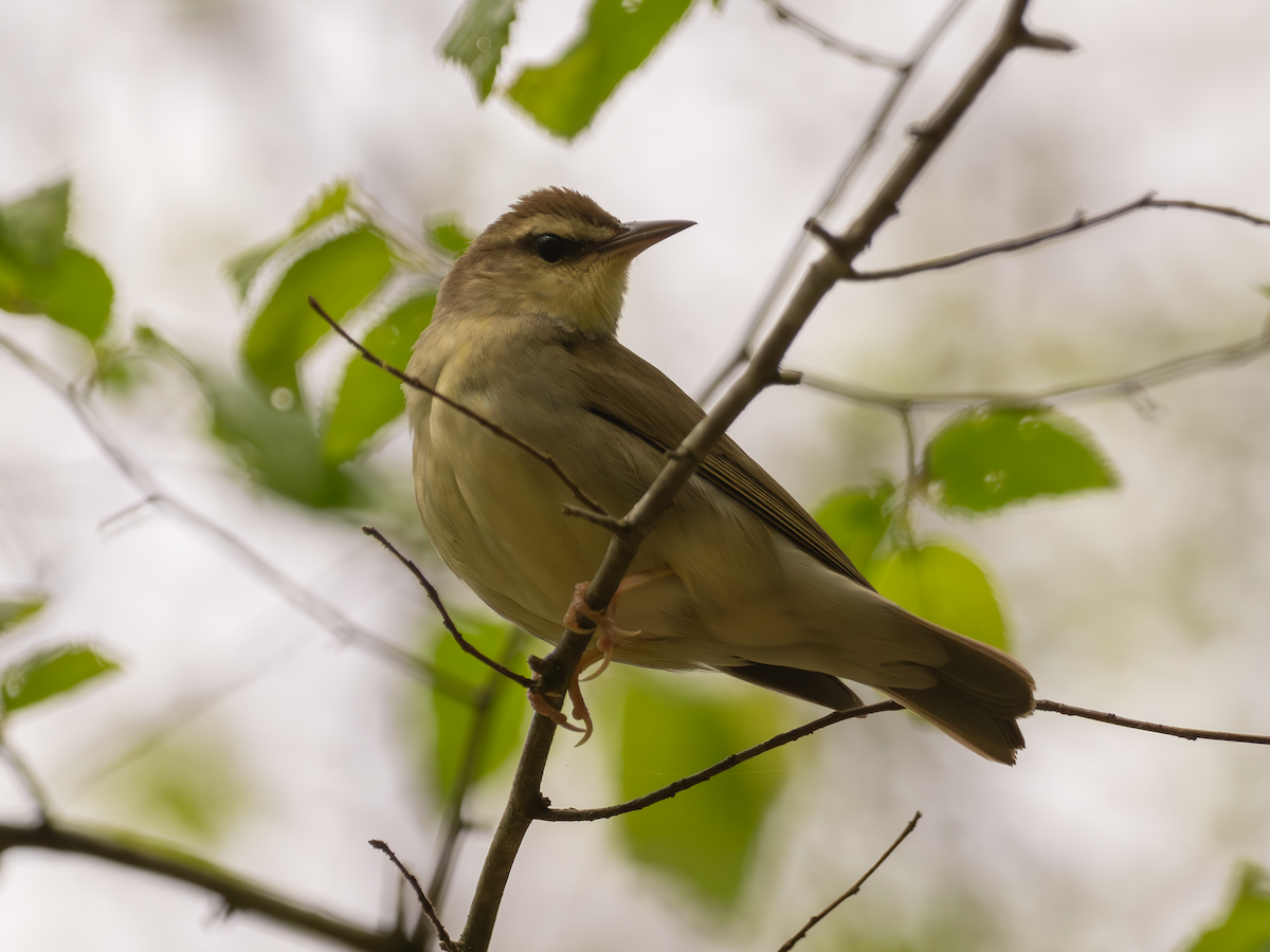 Swainson's Warbler - George Bailey