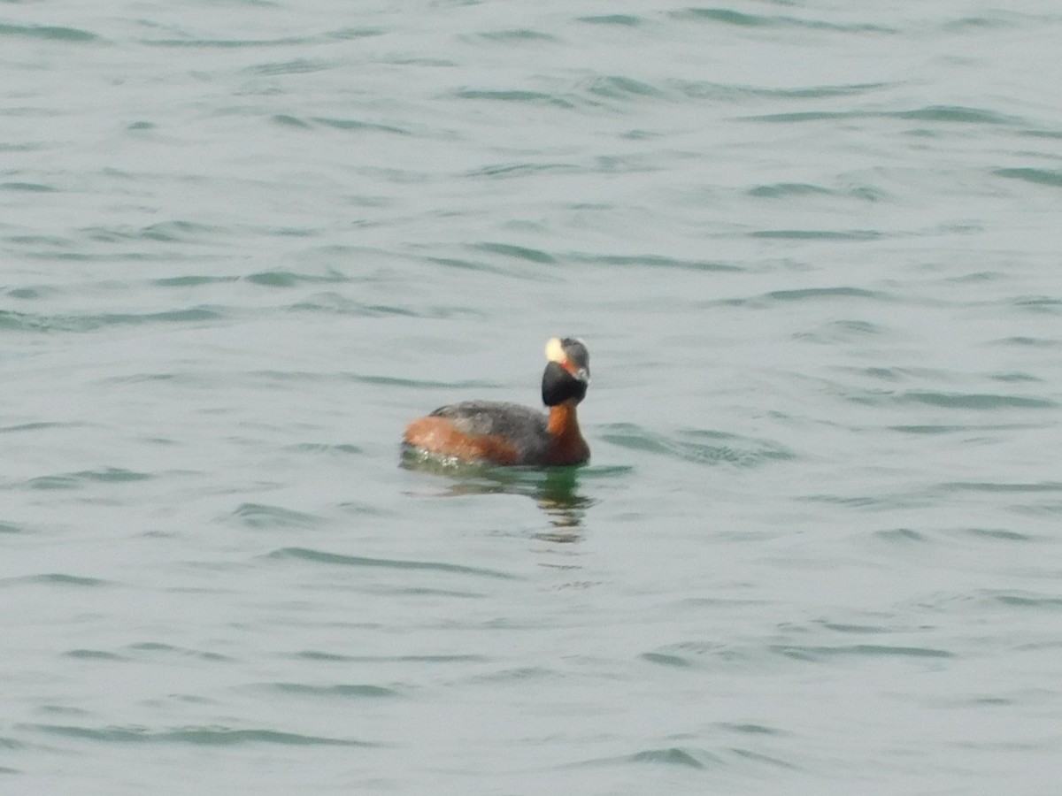 Horned Grebe - Ryan Philbrick