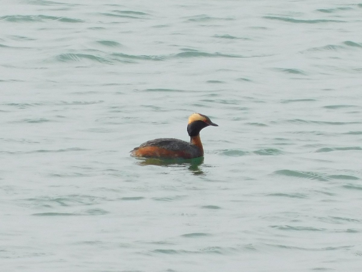 Horned Grebe - ML617536404