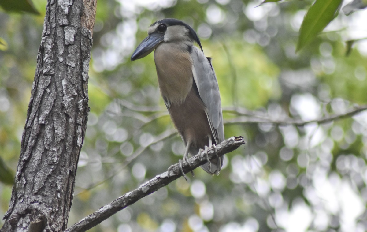 Boat-billed Heron - ML617536491