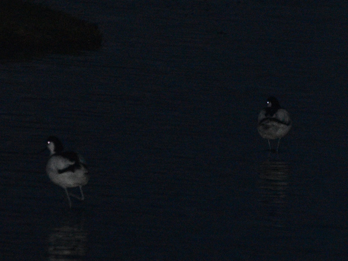 Pied Avocet - Laurenske Sierkstra