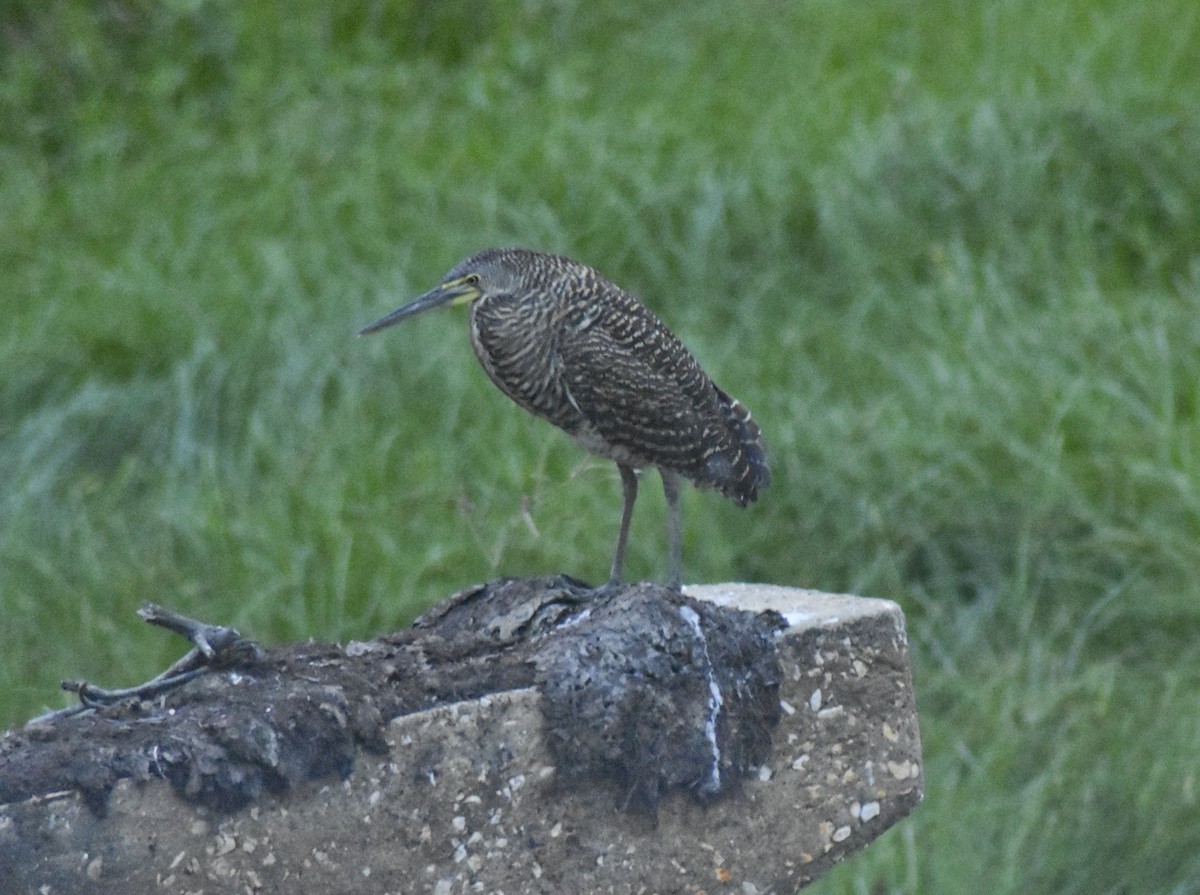 Bare-throated Tiger-Heron - ML617536508