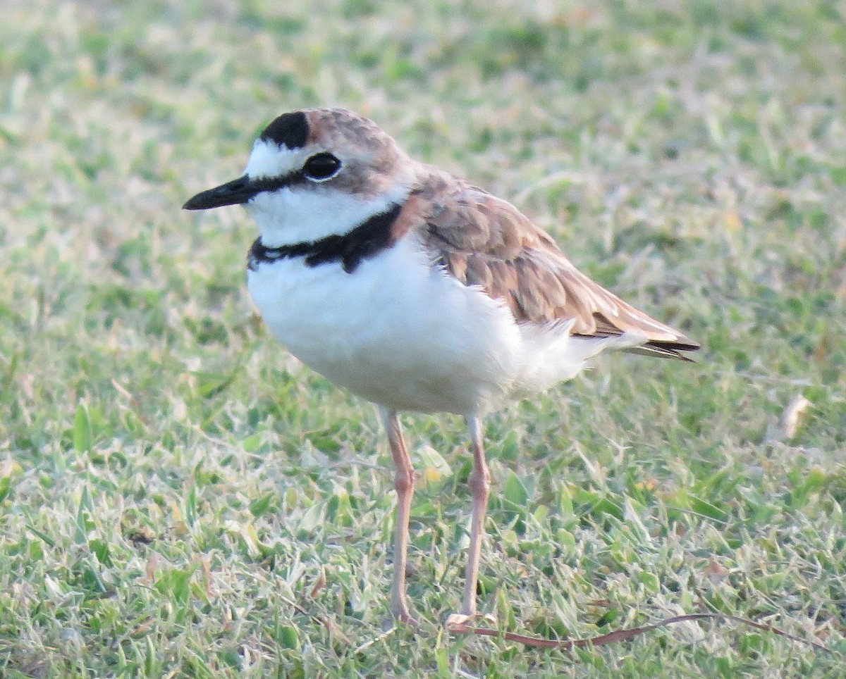 Collared Plover - ML61753651