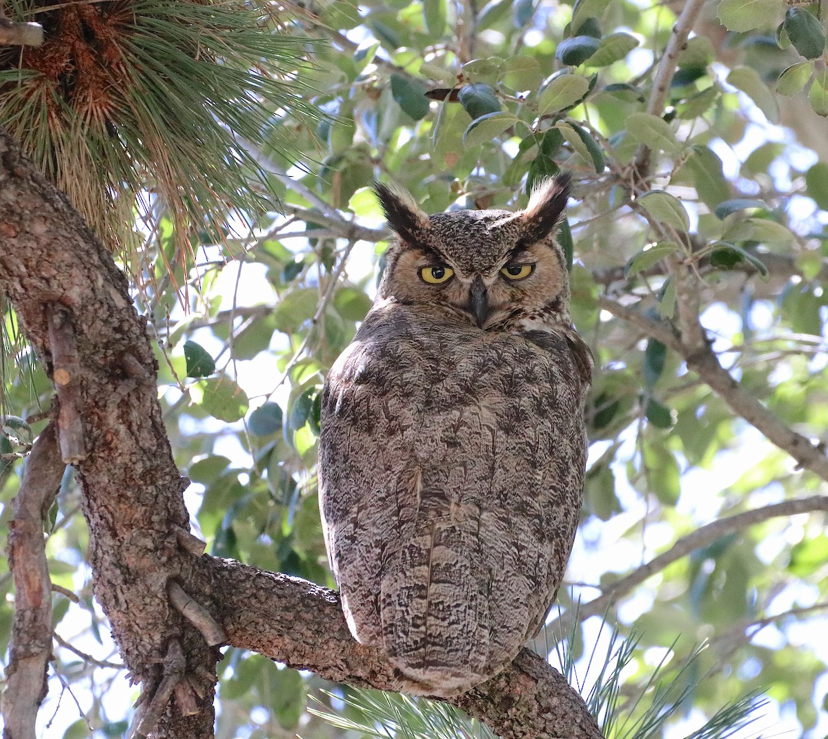 Great Horned Owl - ML617536520