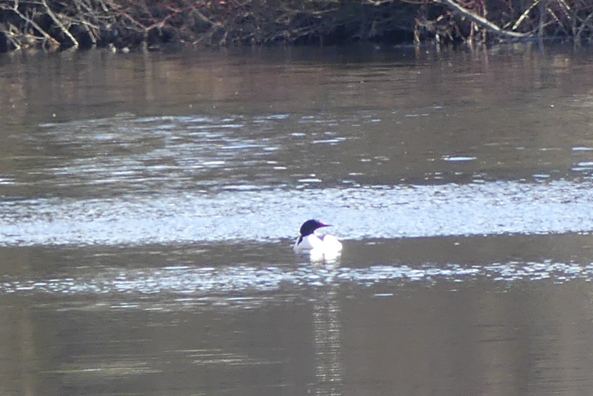 Common Merganser - ML617536574