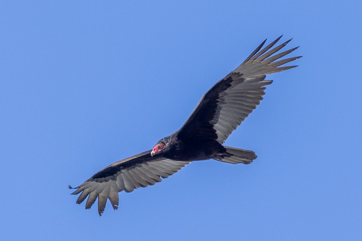 Turkey Vulture - ML617536577