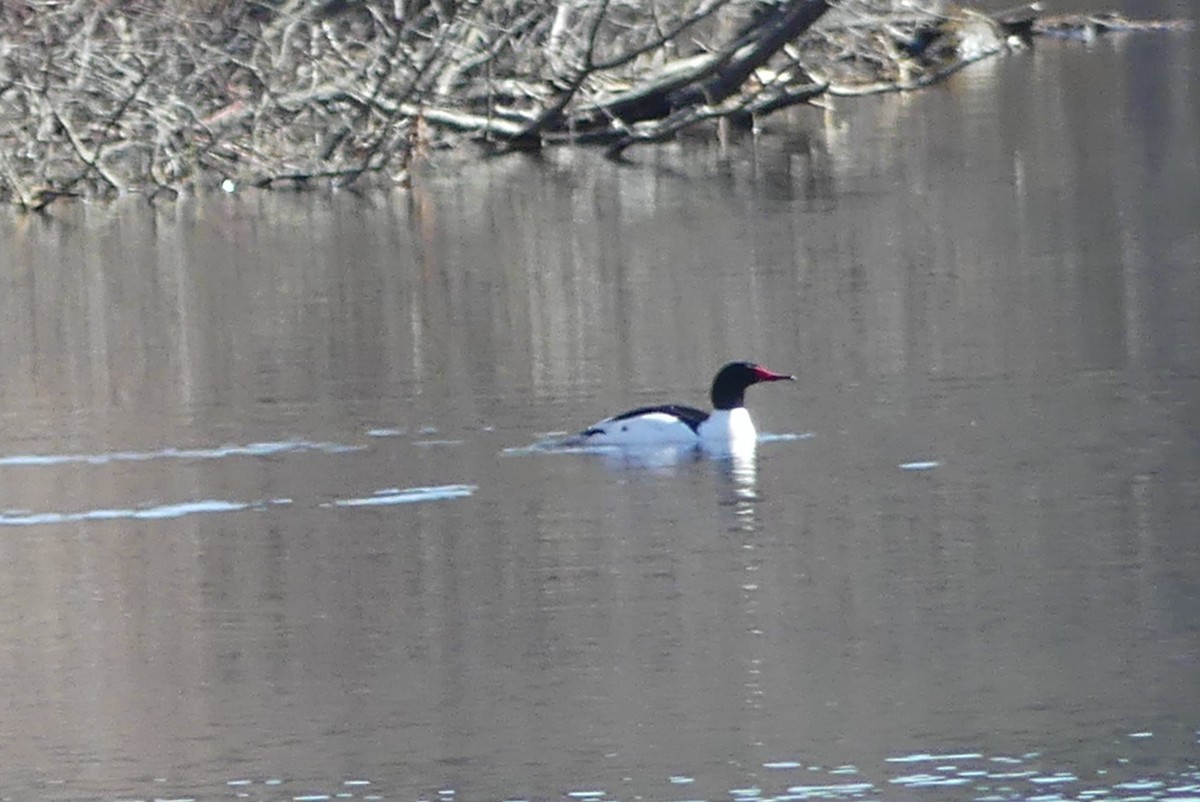 Common Merganser - ML617536584