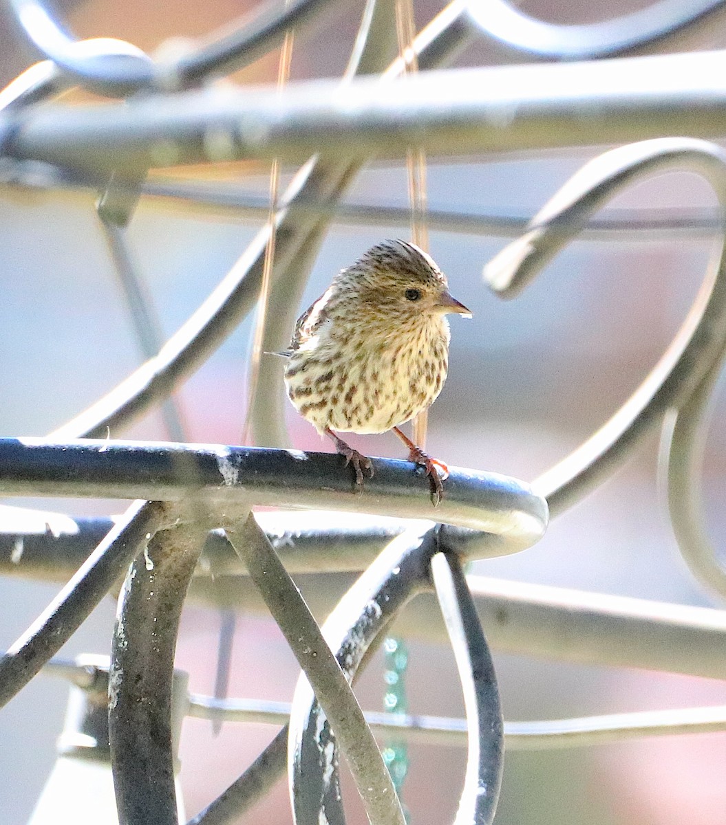 Pine Siskin - ML617536593