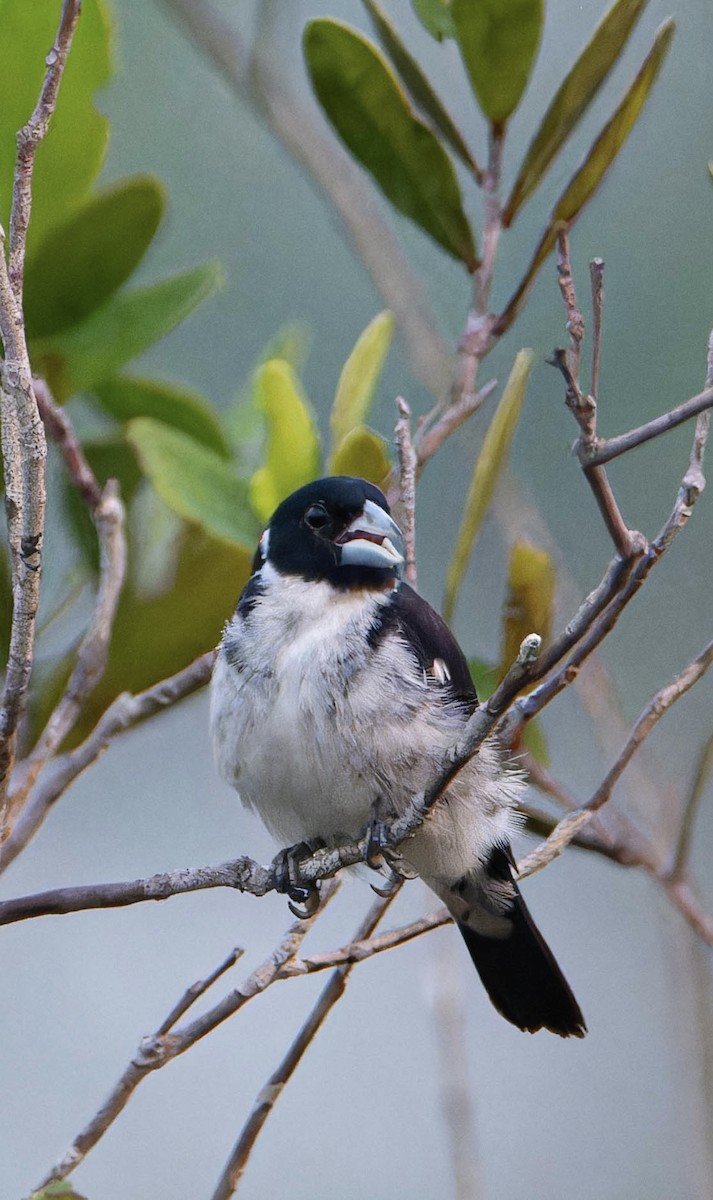 White-naped Seedeater - ML617536609