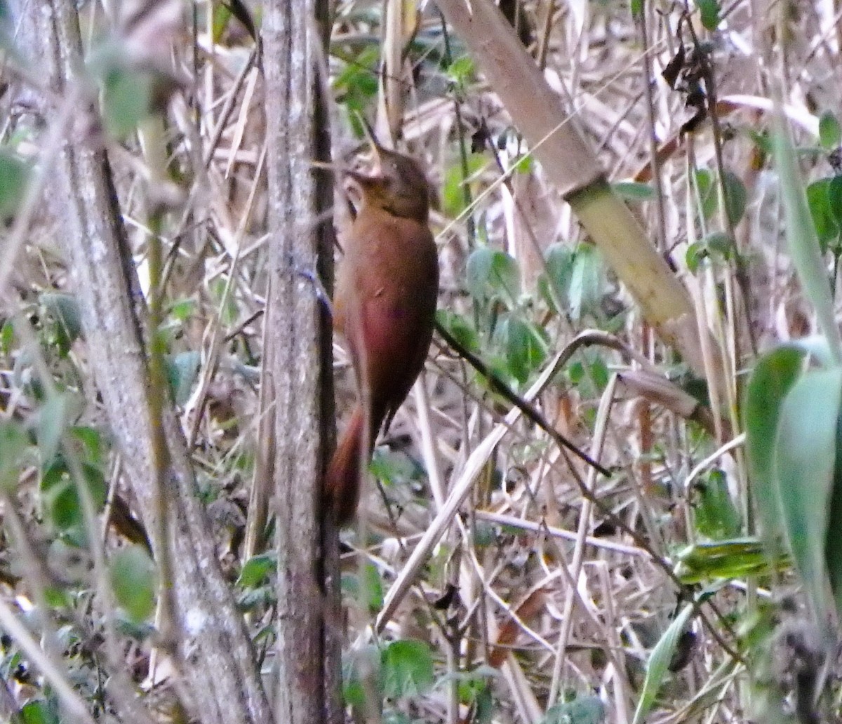 Plain-brown Woodcreeper - Edouard Paiva