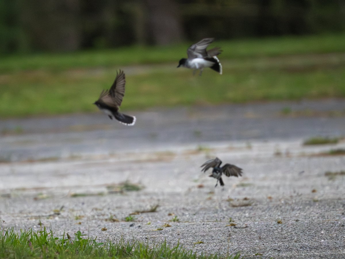 Eastern Kingbird - George Bailey