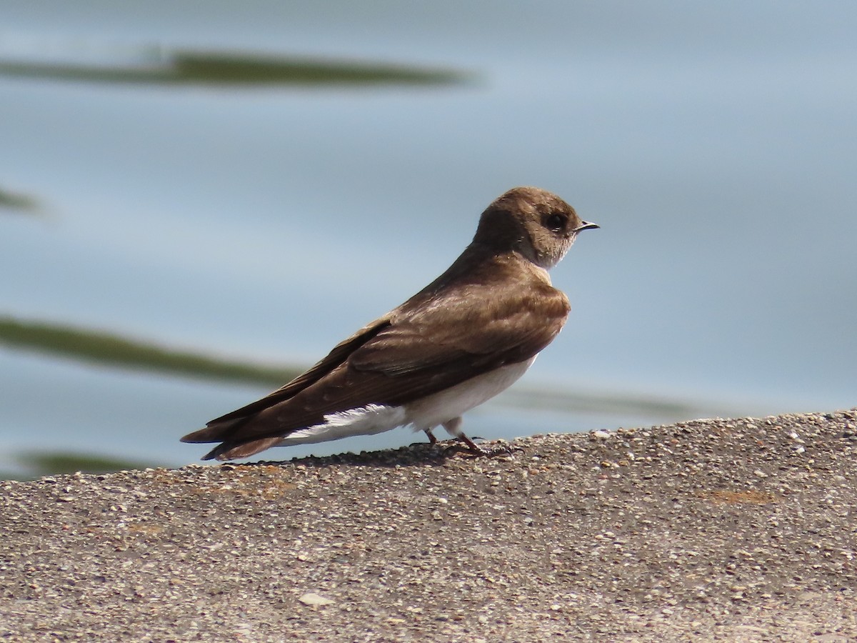 Northern Rough-winged Swallow - David Huff