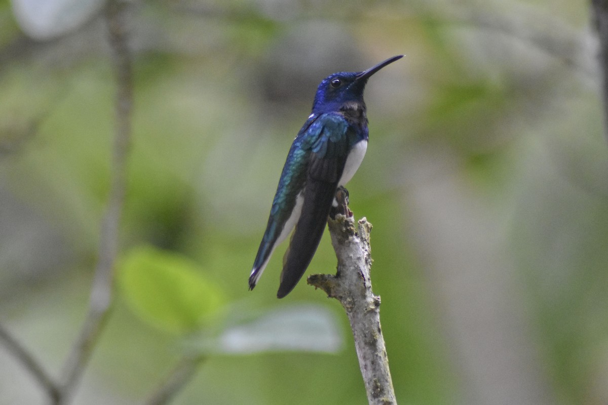 White-necked Jacobin - ML617536674