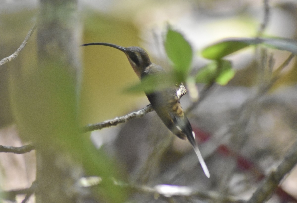 Длинноклювый колибри-отшельник - ML617536679