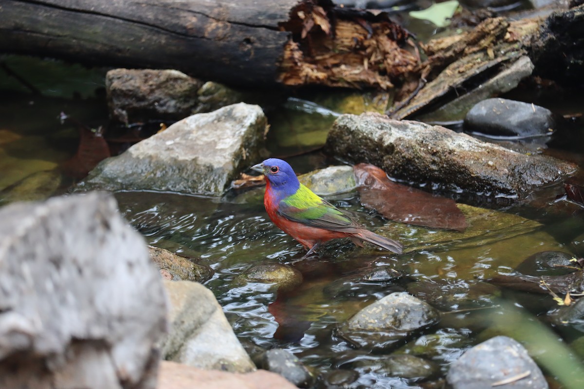 Painted Bunting - ML617536683