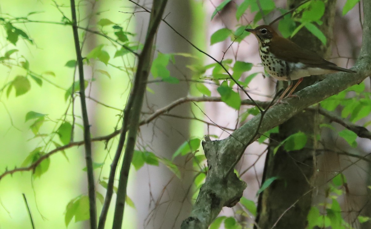 Wood Thrush - ML617536712