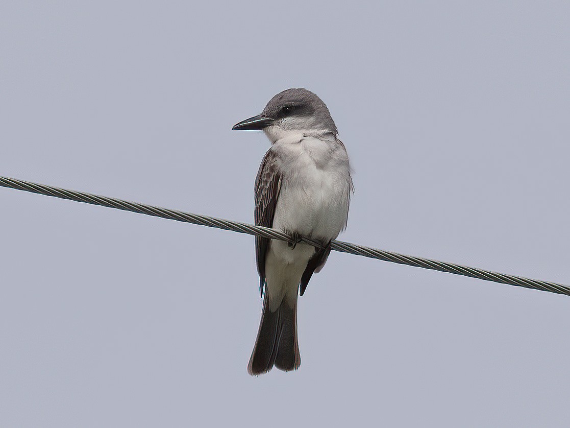 Gray Kingbird - Alan MacEachren